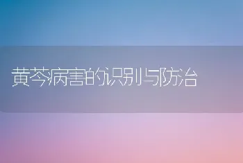 黄芩病害的识别与防治