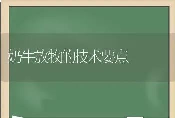 奶牛放牧的技术要点