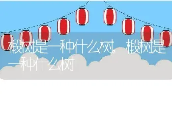 椴树是一种什么树