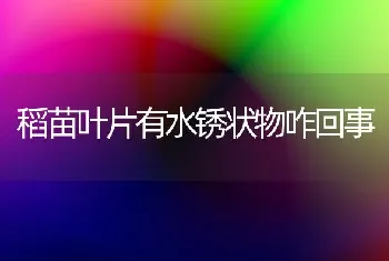 稻苗叶片有水锈状物咋回事