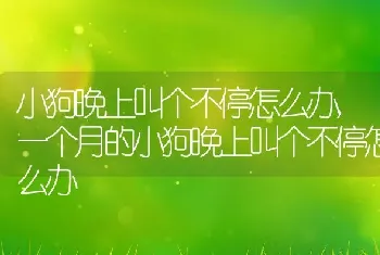 小狗晚上叫个不停怎么办,一个月的小狗晚上叫个不停怎么办