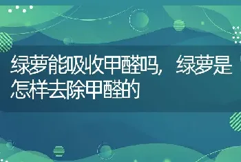 绿萝能吸收甲醛吗