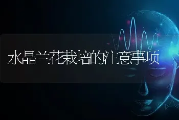 水晶兰花栽培的注意事项