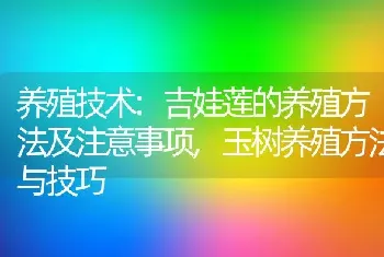 养殖技术:吉娃莲的养殖方法及注意事项