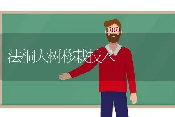 法桐大树移栽技术