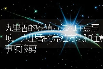 九里香的养殖方法和注意事项,九里香的养殖方法和注意事项修剪