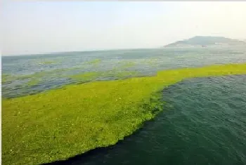 浒苔处理与利用