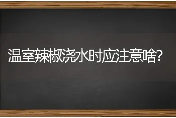 温室辣椒浇水时应注意啥?