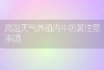 高温天气养殖肉牛防暑注意事项