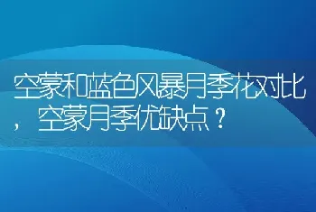 空蒙和蓝色风暴月季花对比