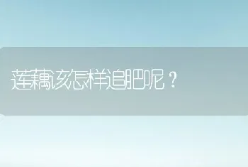 莲藕该怎样追肥呢?