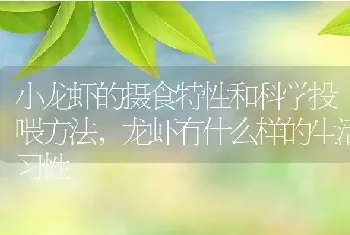 小龙虾的摄食特性和科学投喂方法