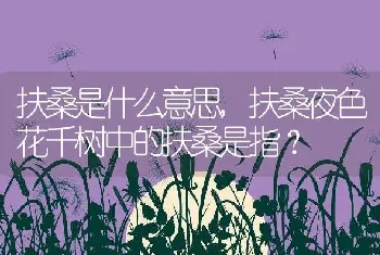 扶桑是什么意思