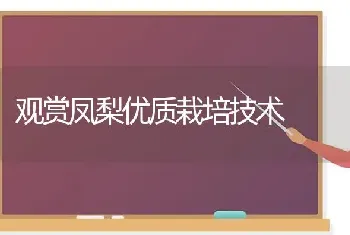 观赏凤梨优质栽培技术