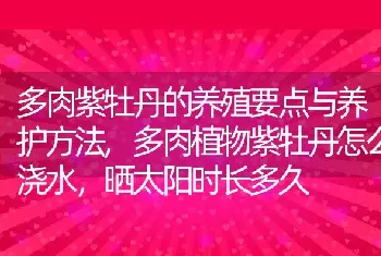 多肉紫牡丹的养殖要点与养护方法