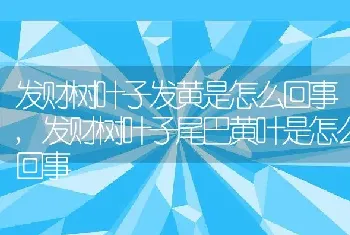 发财树叶子发黄是怎么回事