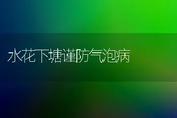 水花下塘谨防气泡病