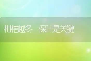 柑桔越冬 保叶是关键