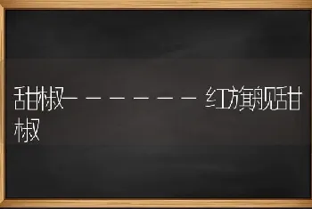 甜椒------红旗舰甜椒