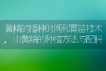 黄精的播种时间和育苗技术