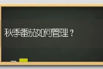 秋季番茄如何管理?