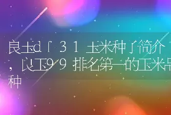 良玉df31玉米种子简介