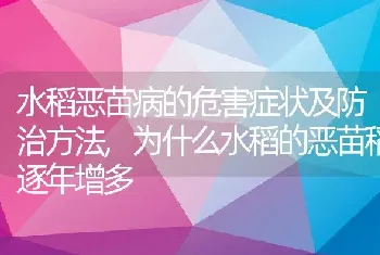 水稻恶苗病的危害症状及防治方法