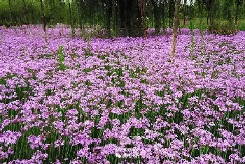 紫娇花像韭菜能吃吗