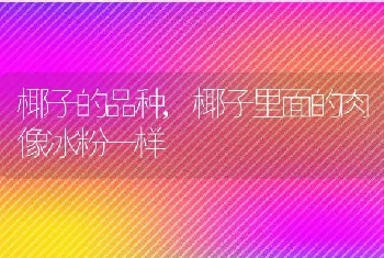 椰子的品种