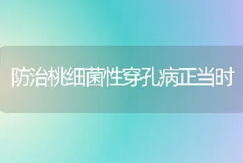 防治桃细菌性穿孔病正当时