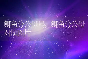 鲫鱼分公母吗,鲫鱼分公母对照图片