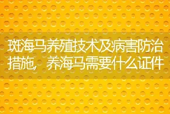 斑海马养殖技术及病害防治措施