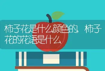 柿子花是什么颜色的