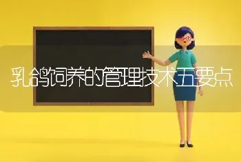 乳鸽饲养的管理技术五要点