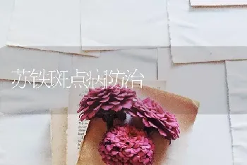 苏铁斑点病防治