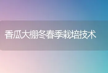 香瓜大棚冬春季栽培技术