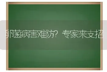 卵菌病害难防?专家来支招