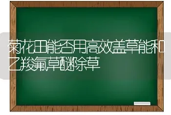 菊花田能否用高效盖草能和乙羧氟草醚除草