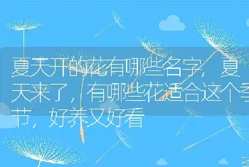 夏天开的花有哪些名字