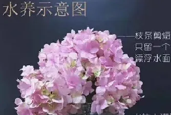 新买的鲜花怎么醒花