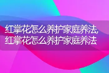 红掌花怎么养护家庭养法