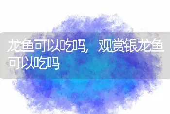 龙鱼可以吃吗