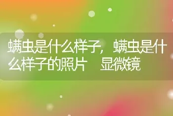 螨虫是什么样子,螨虫是什么样子的照片 显微镜