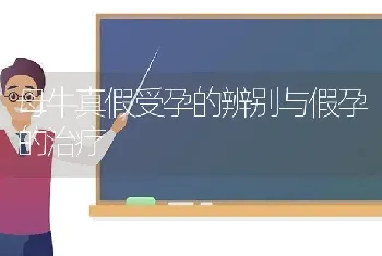 母牛真假受孕的辨别与假孕的治疗