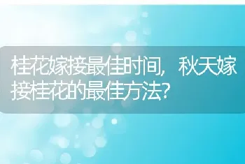 桂花嫁接最佳时间