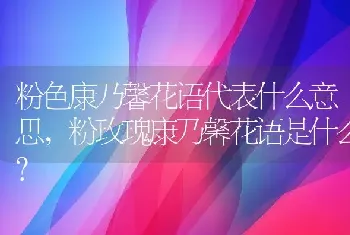 粉色康乃馨花语代表什么意思