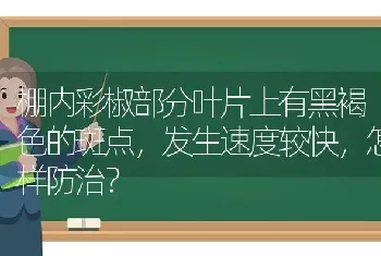 棚内彩椒部分叶片上有黑褐色的斑点,发生速度较快,怎样防治?