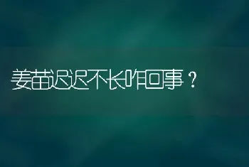 姜苗迟迟不长咋回事?