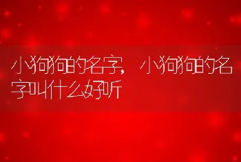 小狗狗的名字