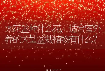 大花盆种什么花